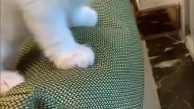 funny cute cat 003