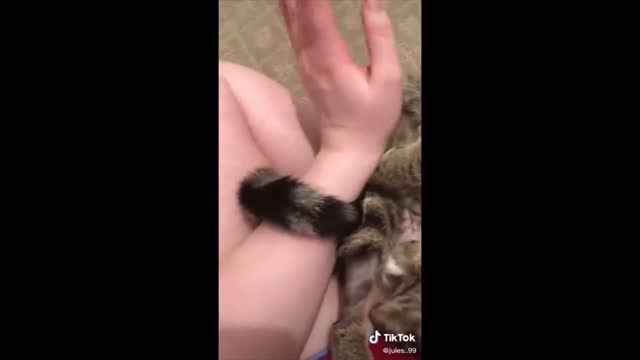 Funny Cat videos to heal your soul