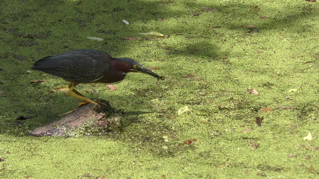 Green Heron Fishing in Florida swamp...catching some small fish