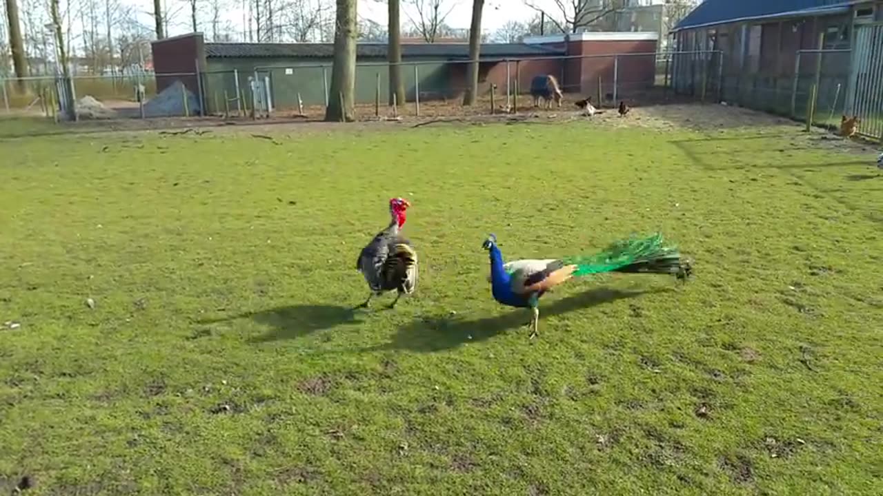 ⚡️ Feathers Fly! Turkey vs. Peacock in Epic Showdown! Who Reigns Supreme