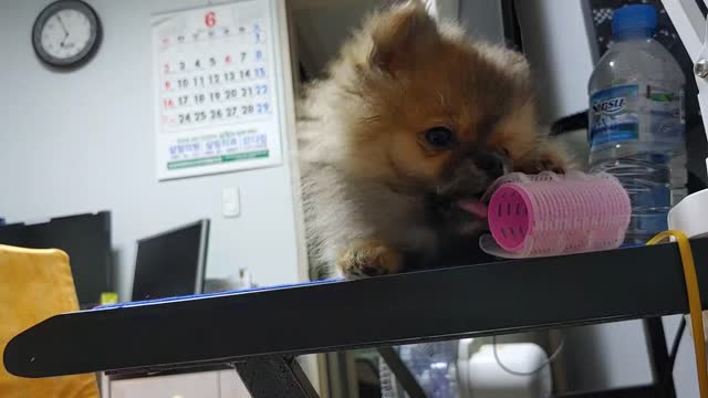 dog with tickling teeth
