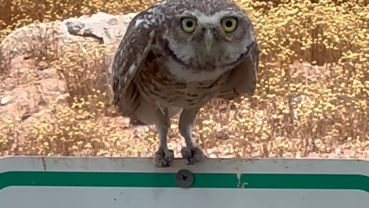 Burrowing Owl Uses All the Body Language