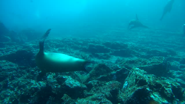 Sea Lions dance