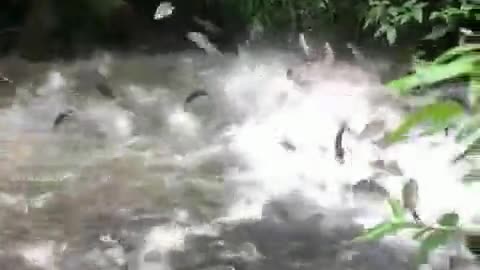 Fish protecting their territory