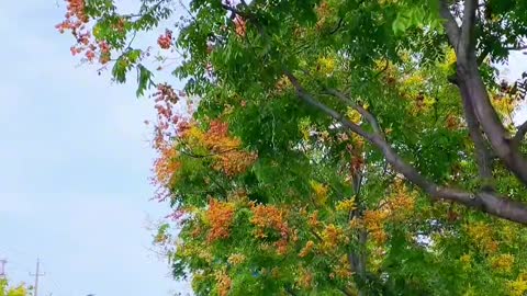 autumn