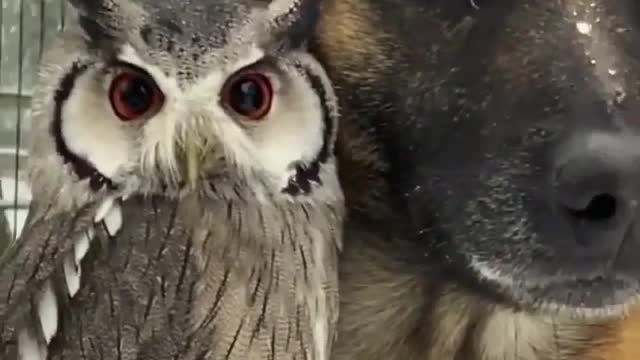 An unusual friendship 🦉❤️🐶 Beautiful friendship !!