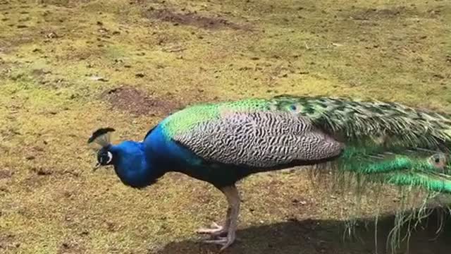 Peacock transformation