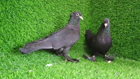 Arabian turmpiter koka pigeon