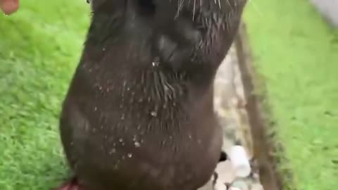 An otter who likes to play in the water