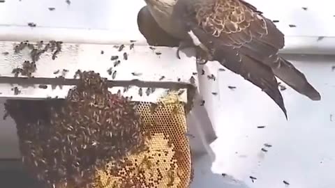Wildlife in closer view with a natural perspective.
