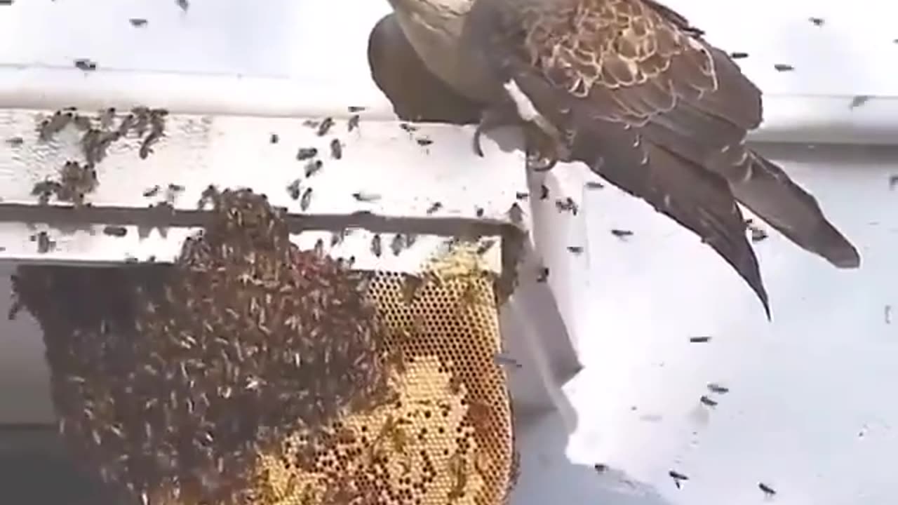 Wildlife in closer view with a natural perspective.