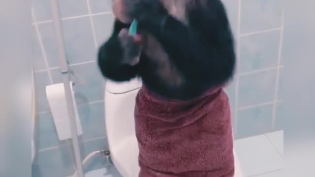 Monkey taking bath