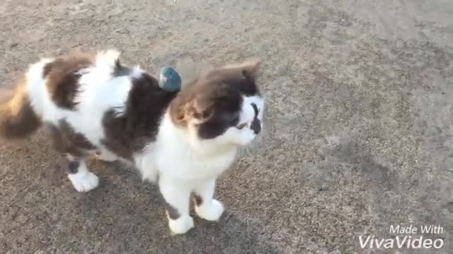 Kitten and parrot best buddies