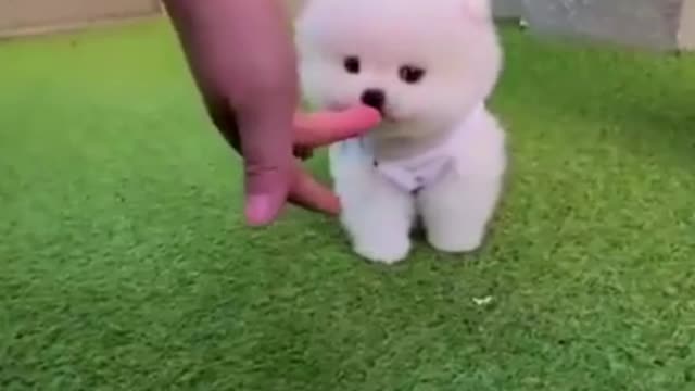 Cute puppy playing in gardens,