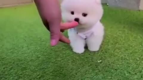 Cute puppy playing in gardens,