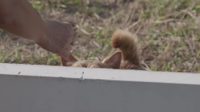 FUNNY DOGS PLAYING