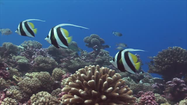 Tropical Fish on Reef