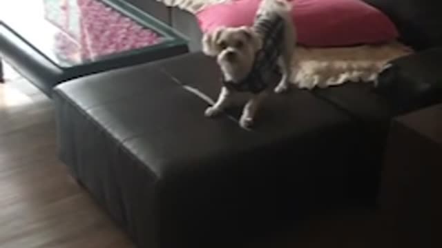 White puppy's brave slow motion jump and cuteness