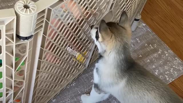 Baby Husky Grows Up With Baby Girl New