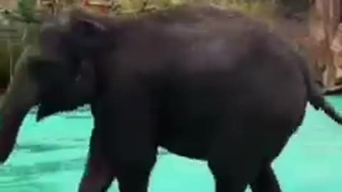 Funny animal