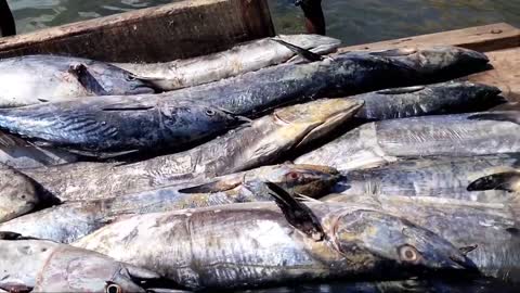 Big Fish Catching || Amazing GholFish || Deep sea in Gujarat fishing Boat ||-11