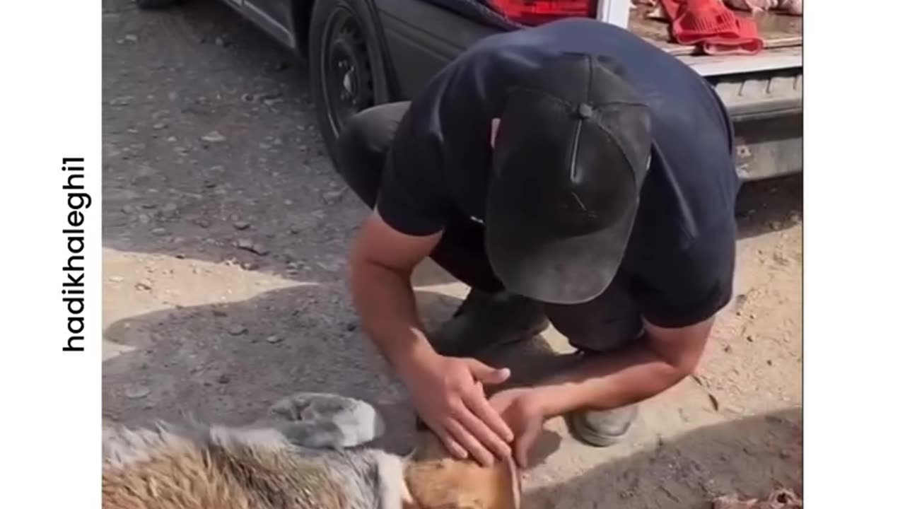 Dog cries with happiness