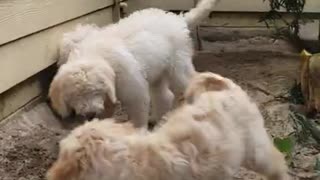 Goldendoodle diggers 11.10.21