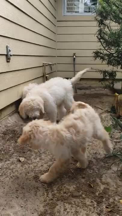 Goldendoodle diggers 11.10.21