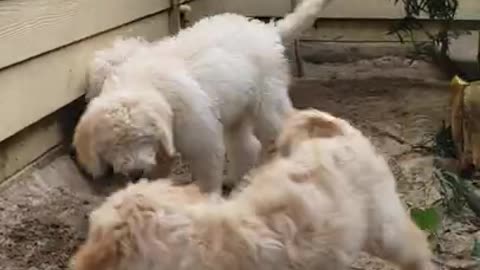 Goldendoodle diggers 11.10.21