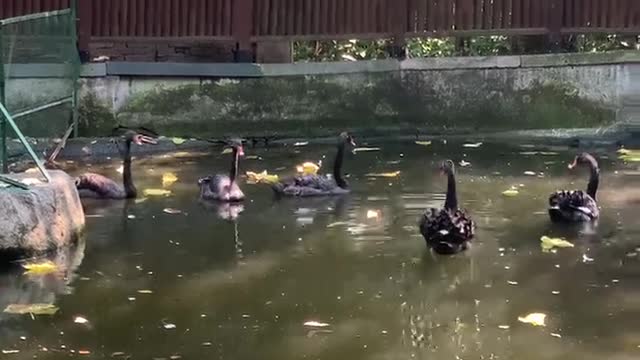 A group of swans are playing in the water