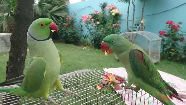 Amazing Parrot Video