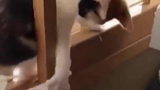 joy_Cats fighting funny cats and dogs compilation_joy_Try not laugh__ Original voice