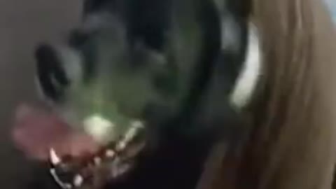 Funniest cats Don't try to hold back laughter Funny cats life