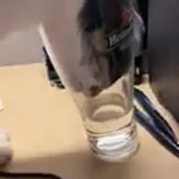 IFcreates Best Of The 2021 Funny Animal Videos