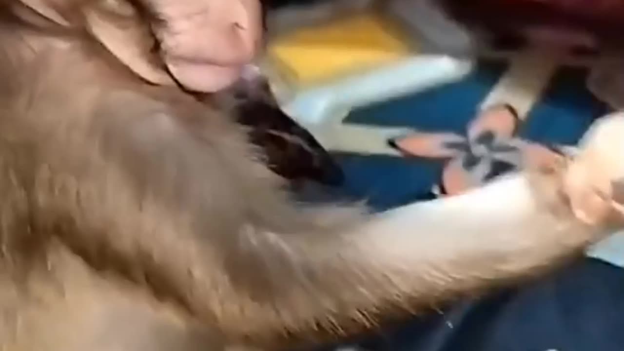 Monkey mehendi