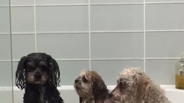 Three dogs in bathtub together stare at owner