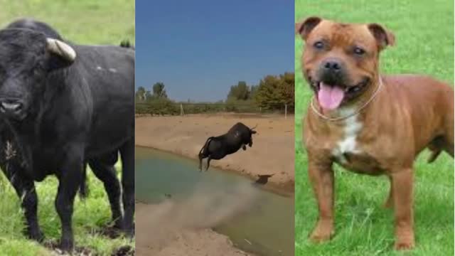 dog chase trying to catch the ox he jumps pond