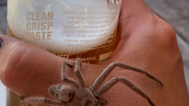 Huntsman Spider Joins In For A Cold One