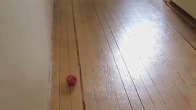 Funny cat playing with ball