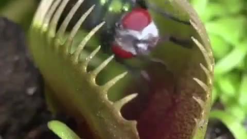 Venus flytrap