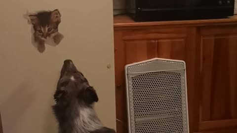 Dog tries to herd fake cat