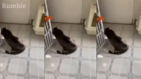 YOGA CAT !! FUNNY CAT #cat #pet #Funny Animals #shorts