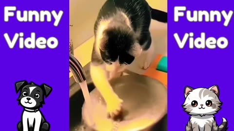 Funny Video | Adorable Animals | Hilarious Pet Clips | Funny Animal Moments