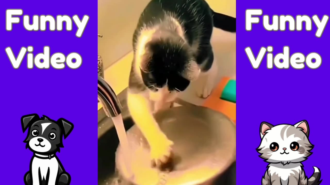 Funny Video | Adorable Animals | Hilarious Pet Clips | Funny Animal Moments