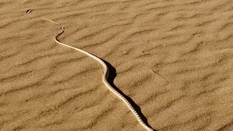 Desert snake 😮😮😮