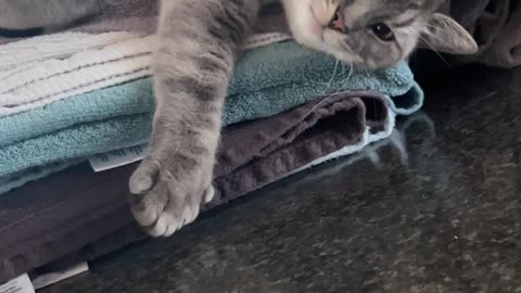 Cat Lounges In Freshly Laundered Linens