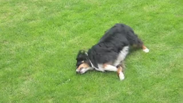 Jimmy - Very Happy Bernese Mountain Dog (Sennenhund)