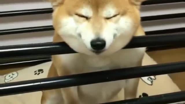 This dog loves it so much! Sleep thinking about eating.