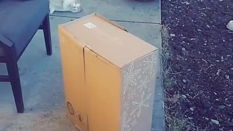 Lady Receives Package with a Snake in it