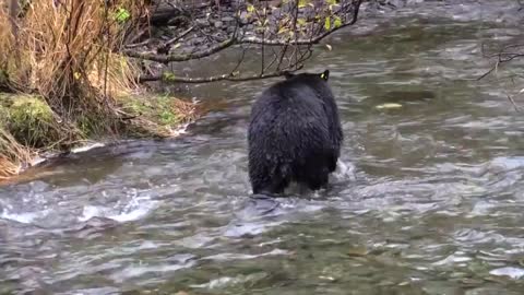 Bear In The River